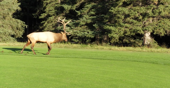 Canada golf packages, Canada golf vacations with wildlife