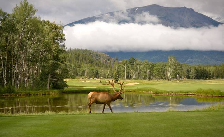 golf jasper, alberta vacation